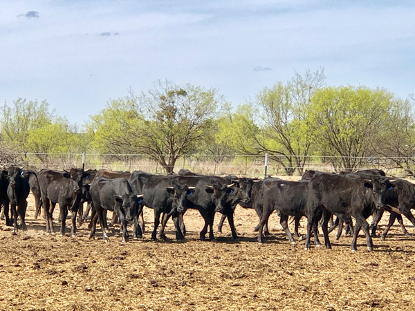 roping cattle for lease