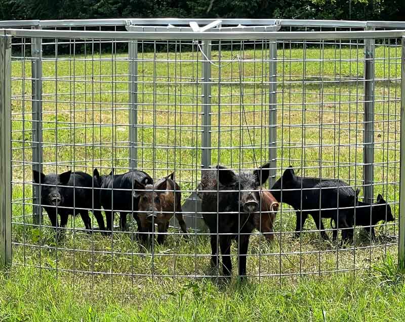 Red River hog trap with trapped feral hogs